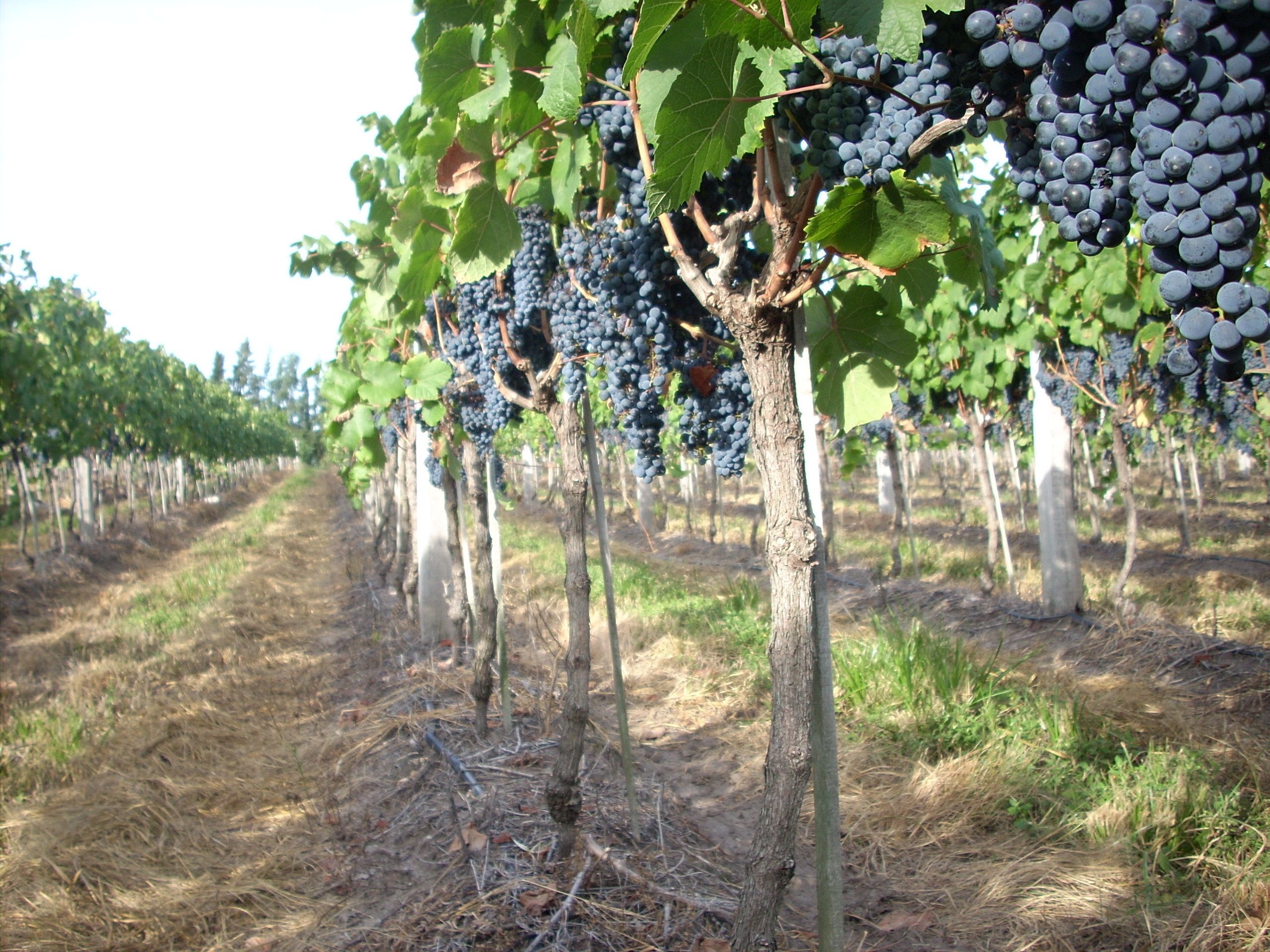 Imagen de la diapositiva