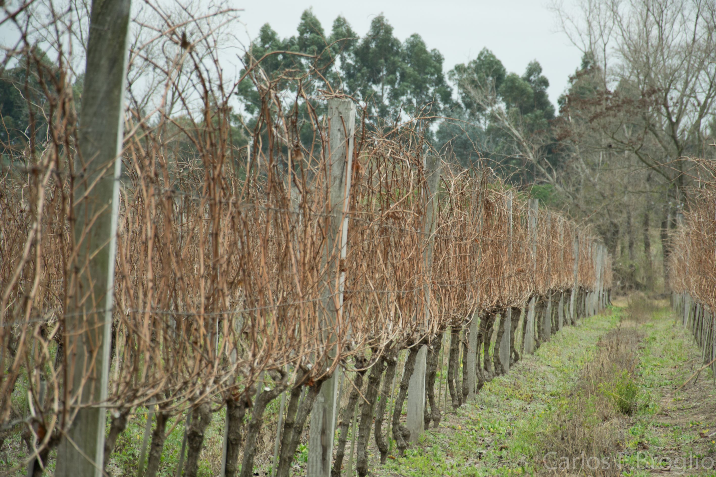 Imagen de la diapositiva
