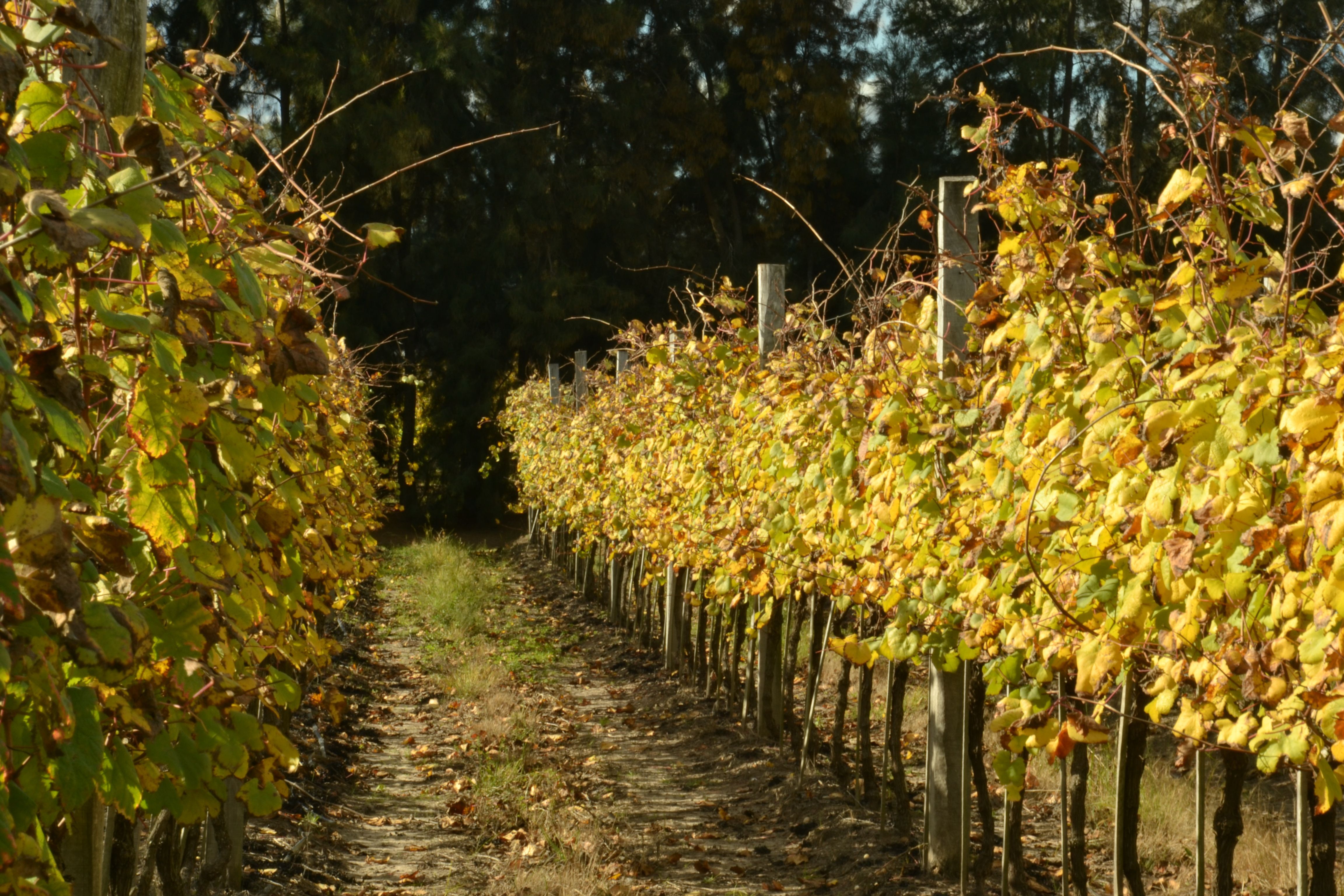 Imagen de la diapositiva