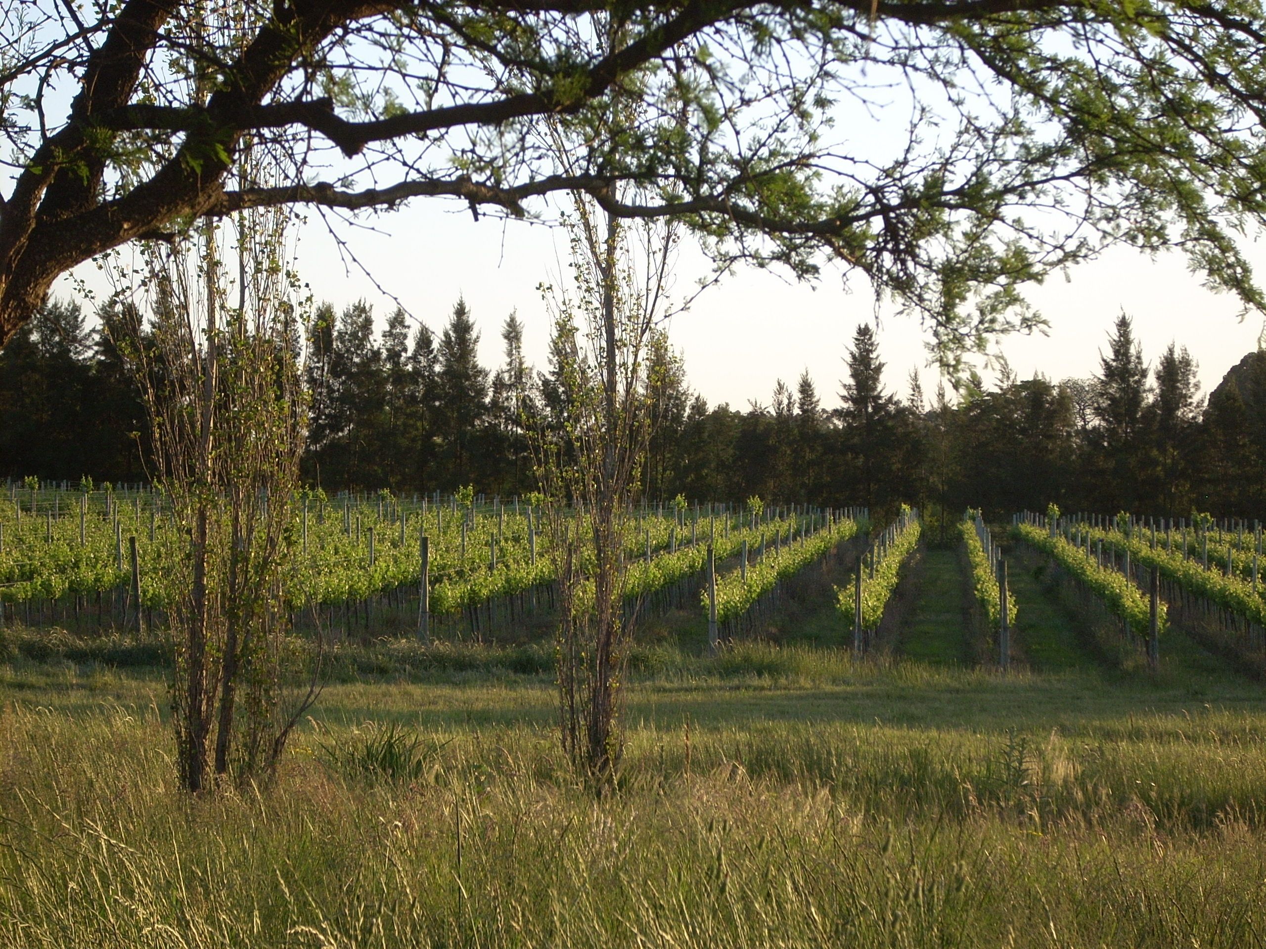 Imagen de la diapositiva