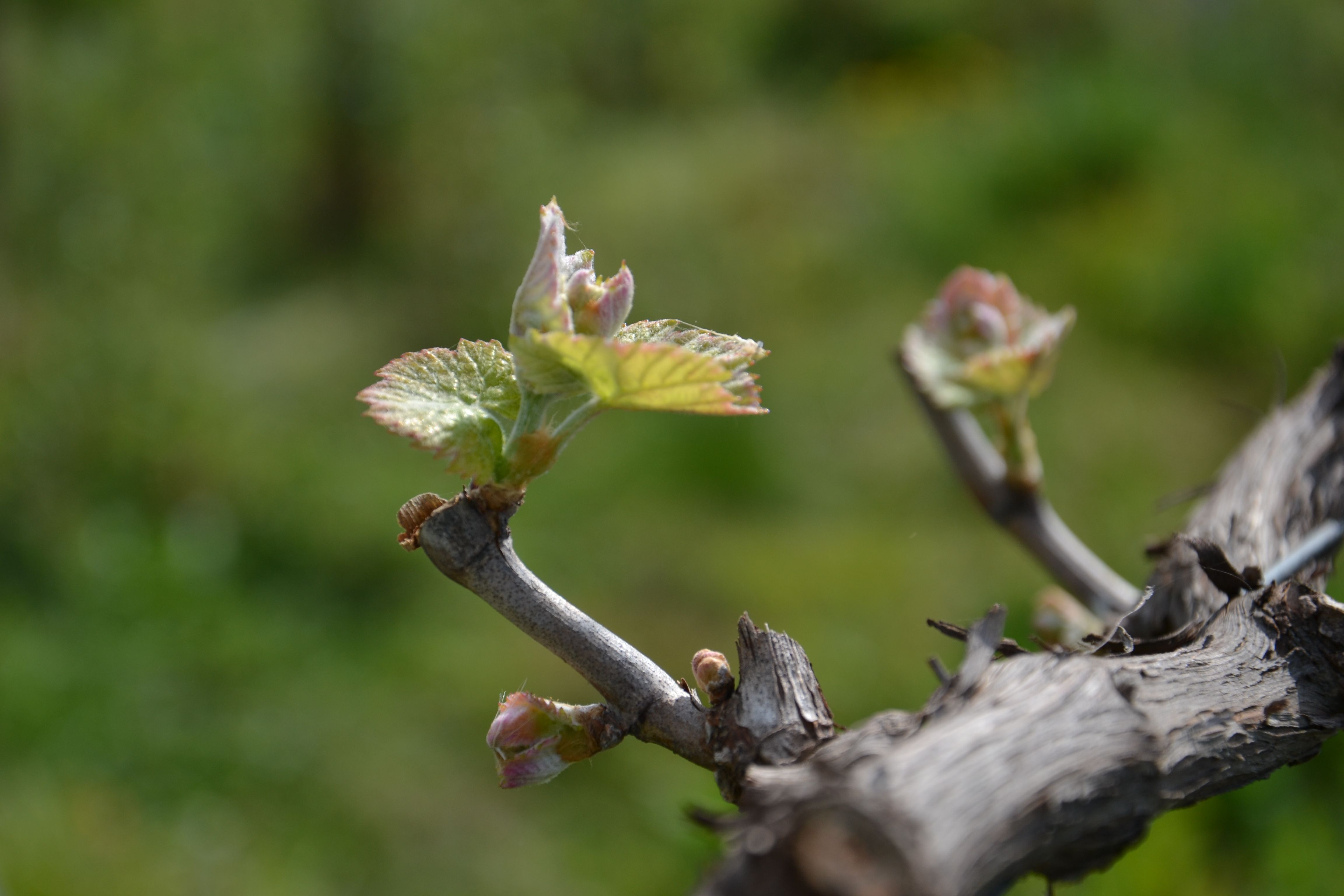 Imagen de la diapositiva